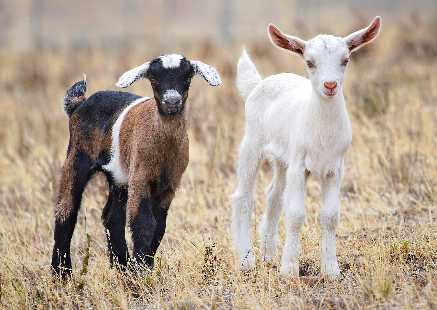 Lovely Wallpaper Of Baby Goats