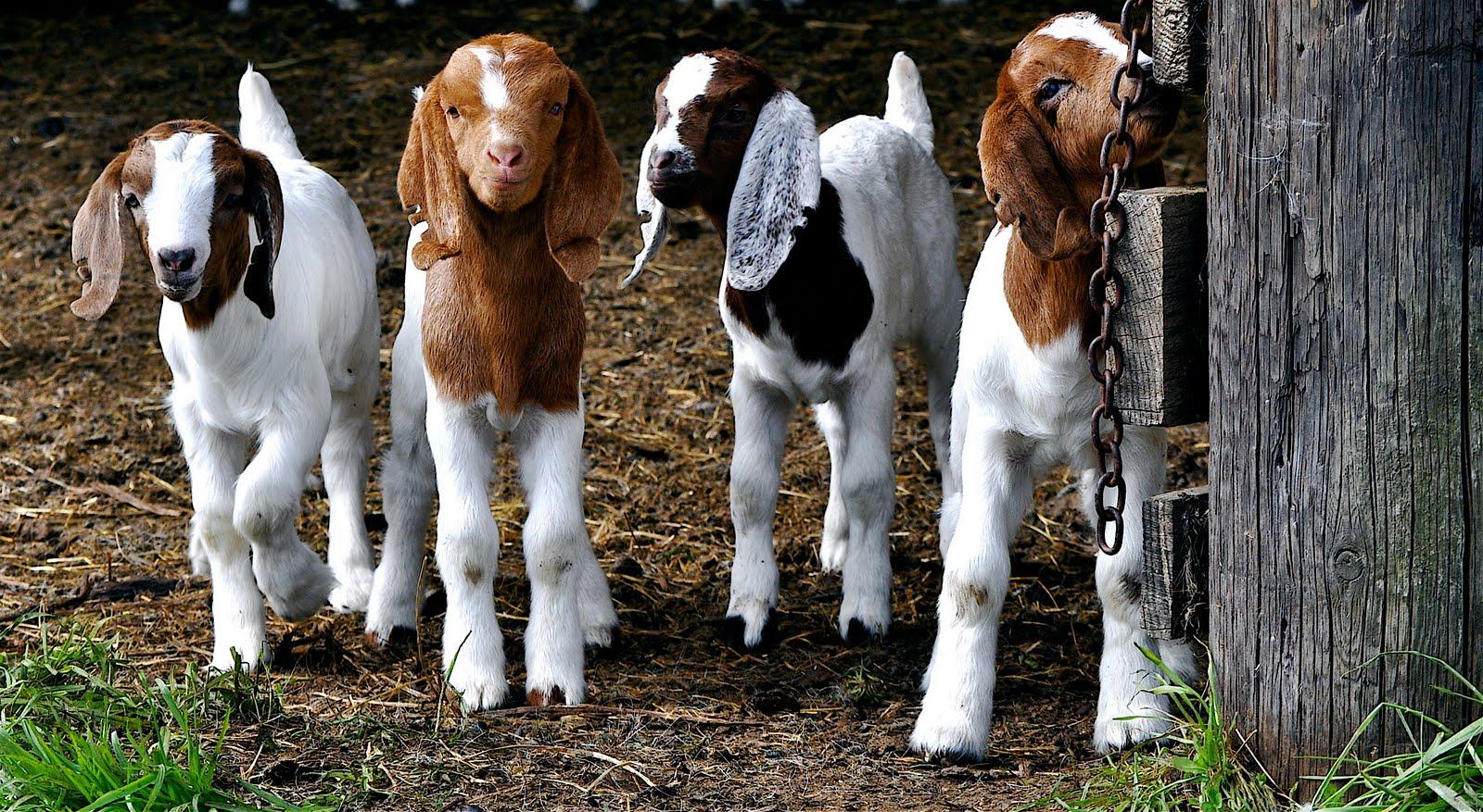 Wallpaper Animal: Baby Goat Wallpaper