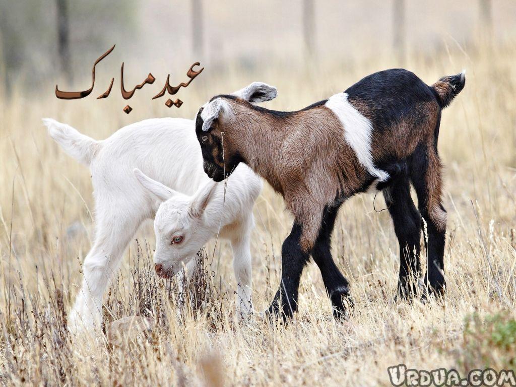 Beautiful Animal Goat Wallpaper HD Desktop Wallpaper free