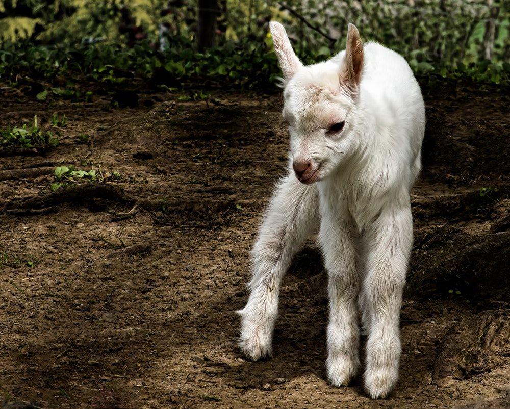 Baby Goat Picture. Download Free Image