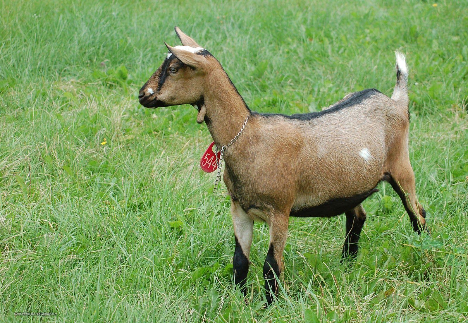 goat HD wallpaper. Farm Animals. Animals, Baby goats