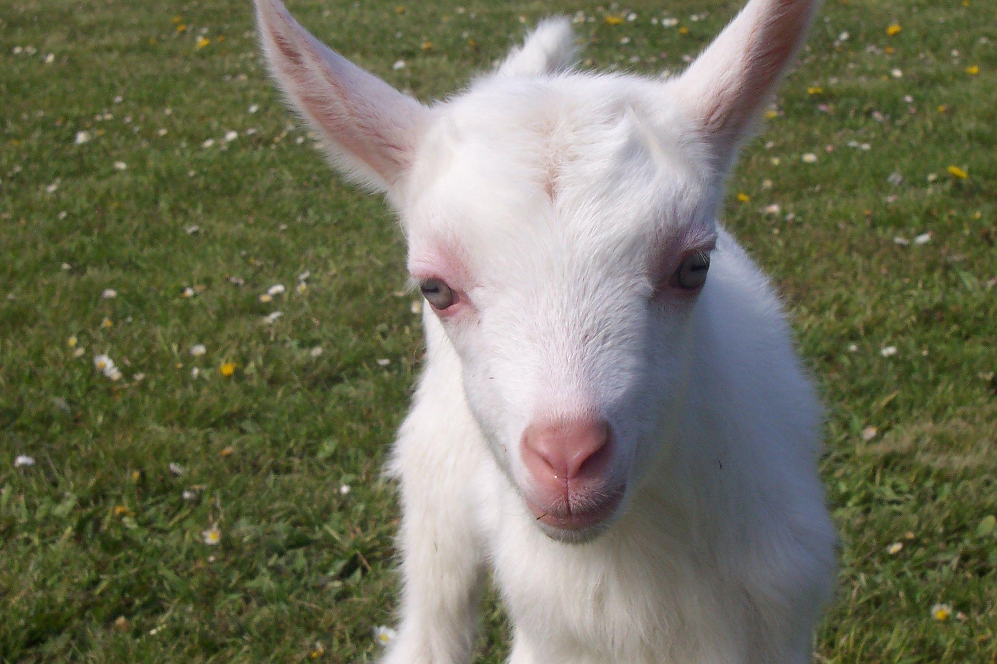 Baby and Funny Animal Photo: Cute Baby Goat Photo