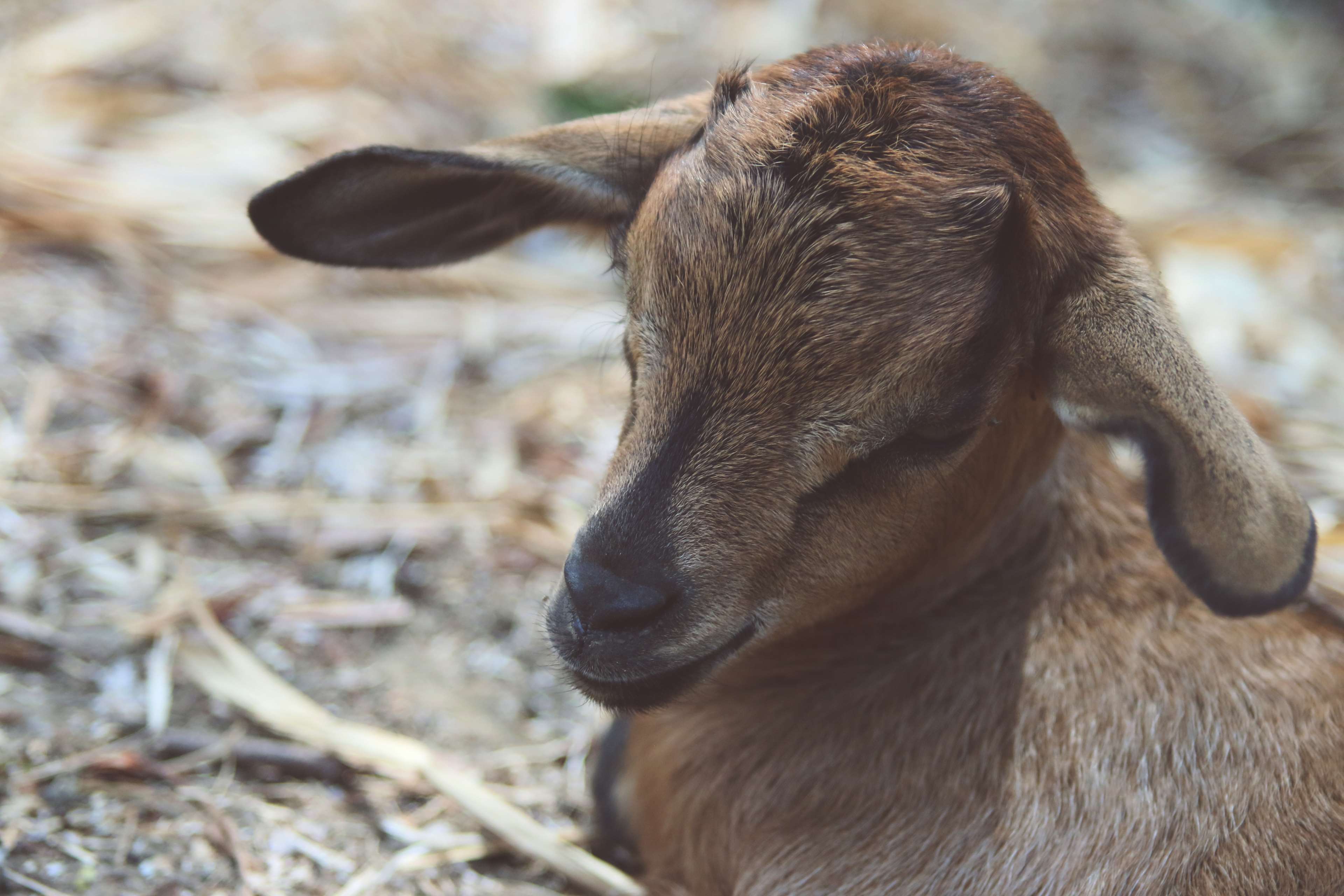 animal, baby goat, farm, goat 4k wallpaper and background