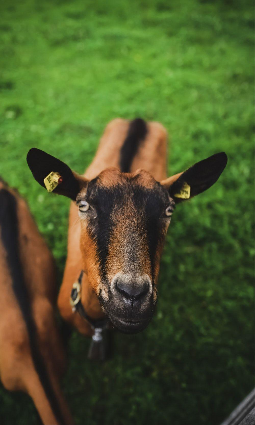 Goat Image. Download Free Image