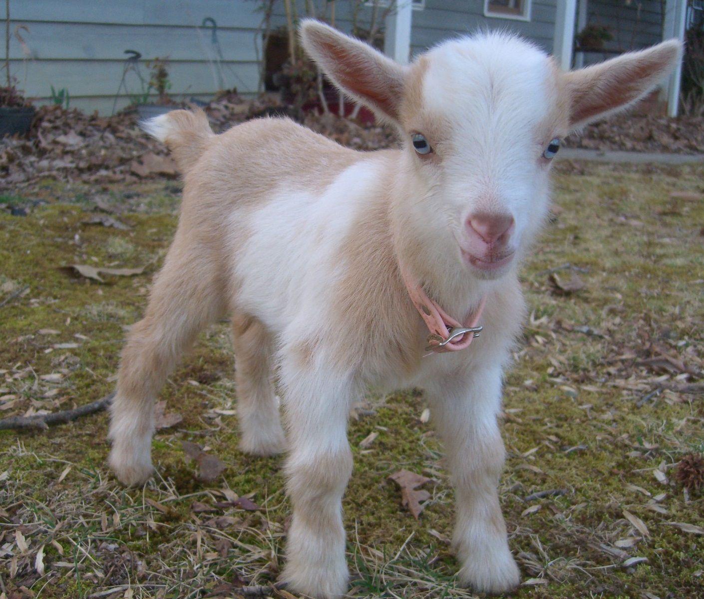Baby Goat Image