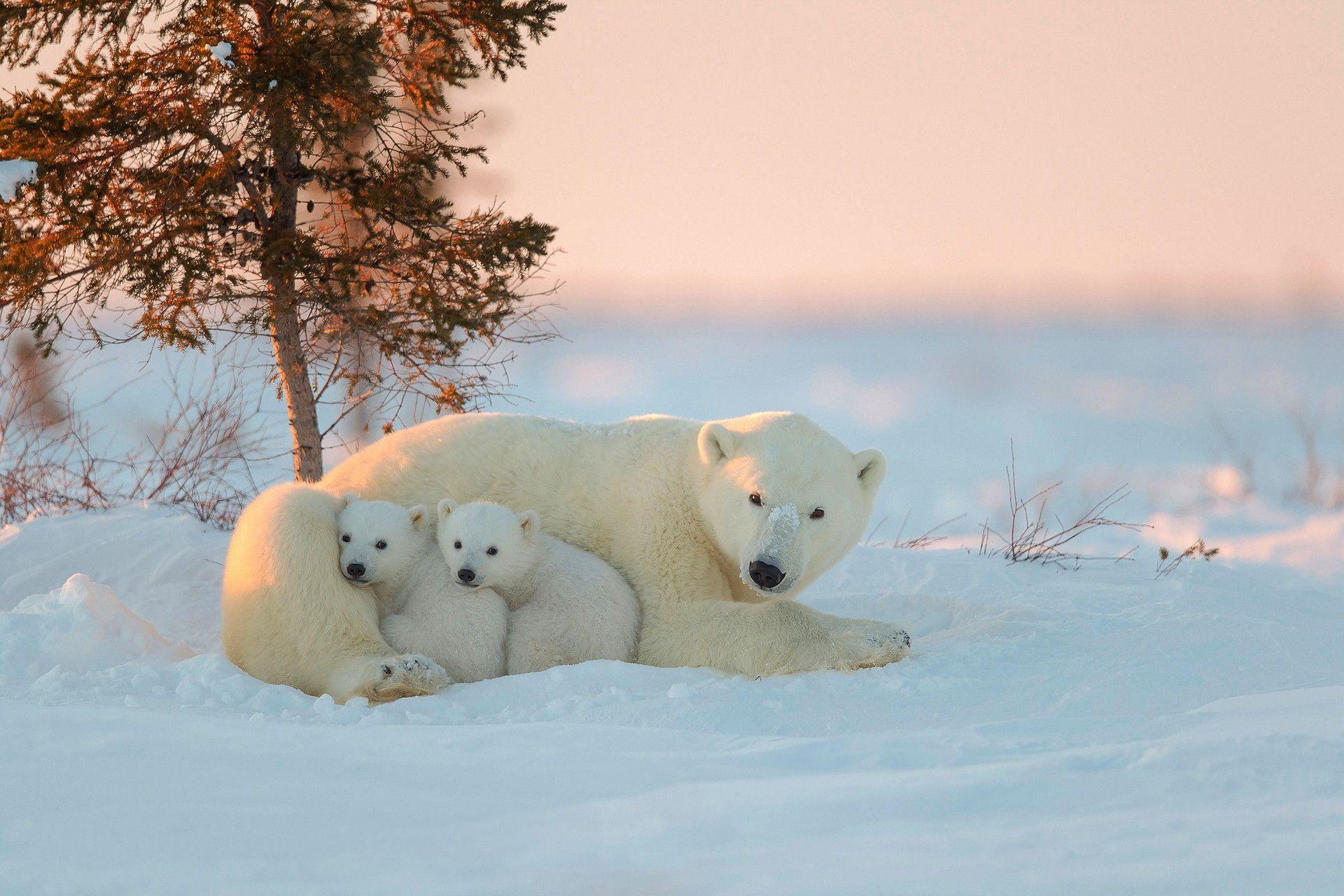 Earth Day 2022: Save polar bears by protecting mothers and cubs, experts  say - ABC News