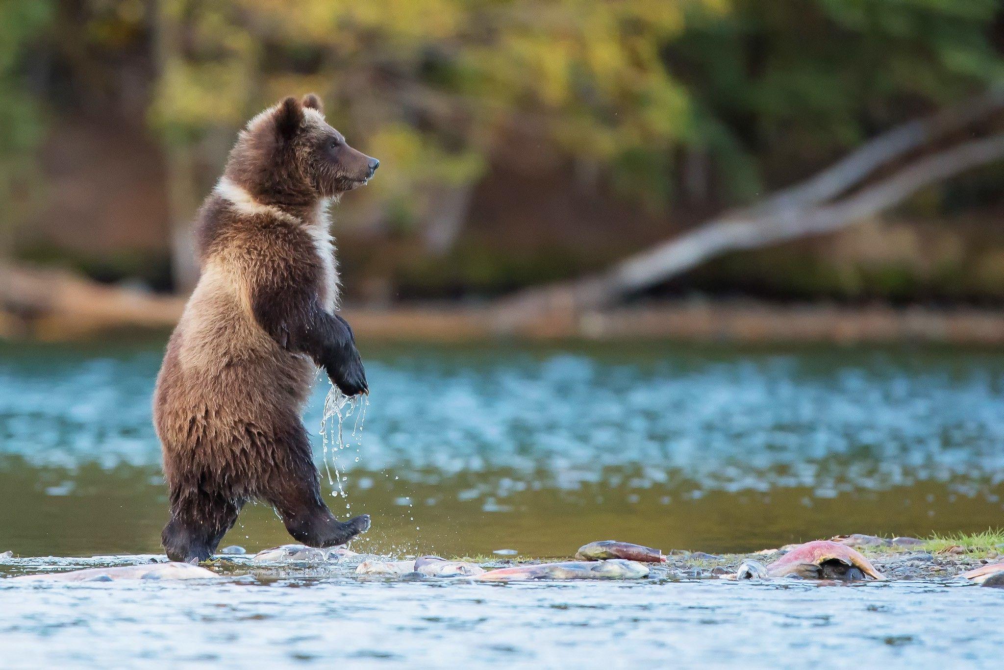 bears nature animals river baby animals grizzly bears grizzly bear