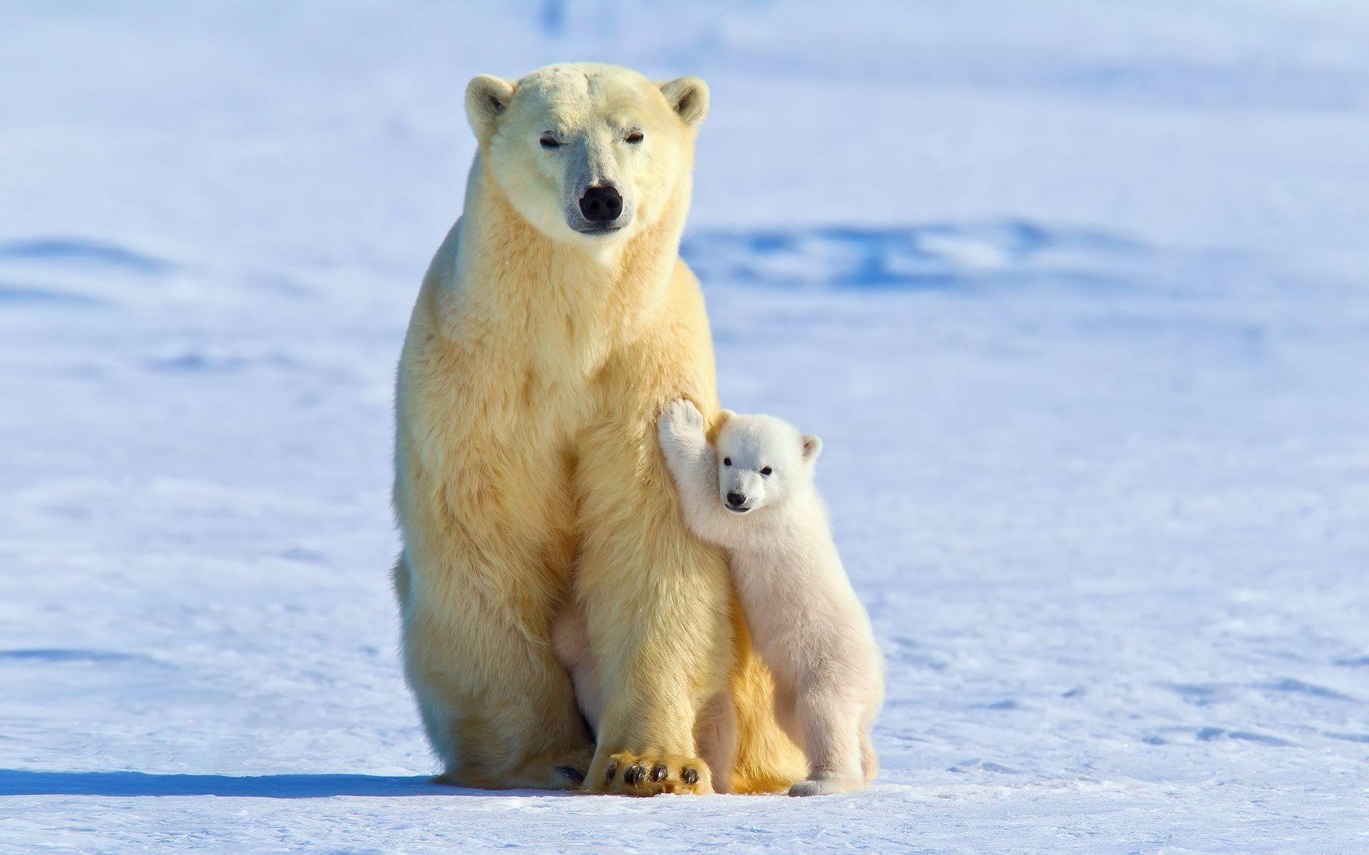 Baby Polar Bear Wallpaper background picture