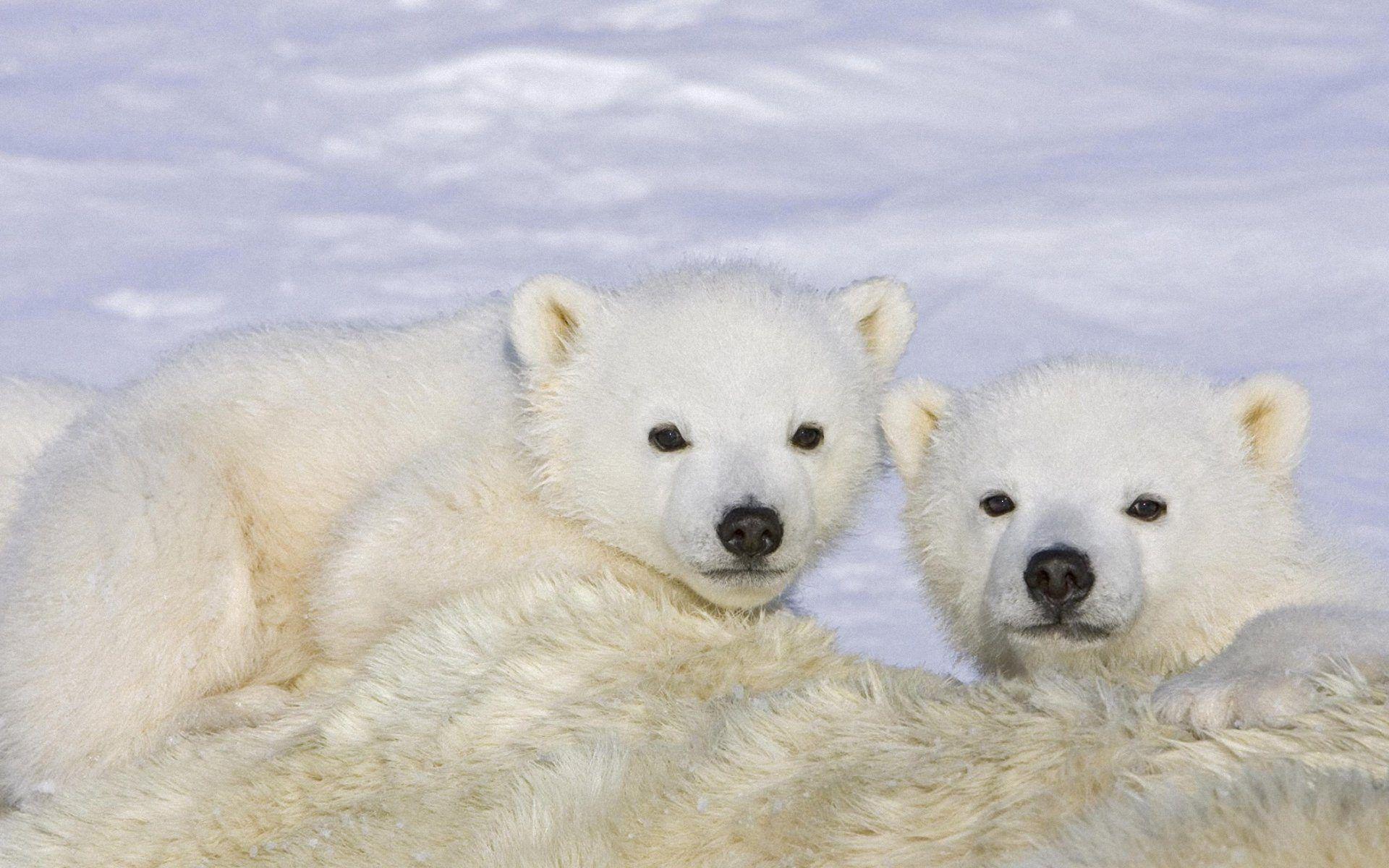 Cute Baby Polar Bear Animals HD Wallpaper 3840x2400, Wallpaper13.com