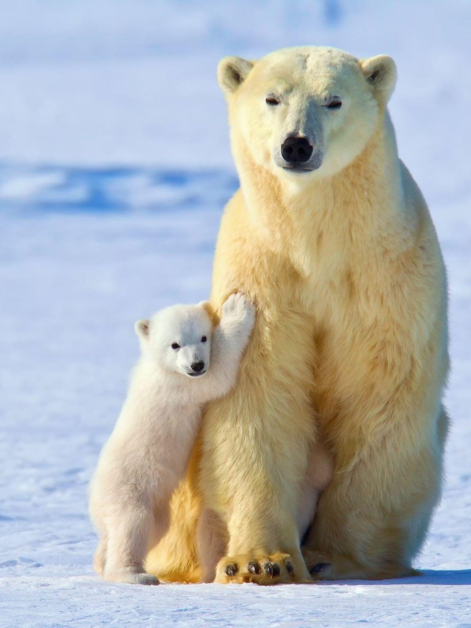 100+ EPIC Best Cute Polar Bear Wallpaper Iphone - wallpaper quotes