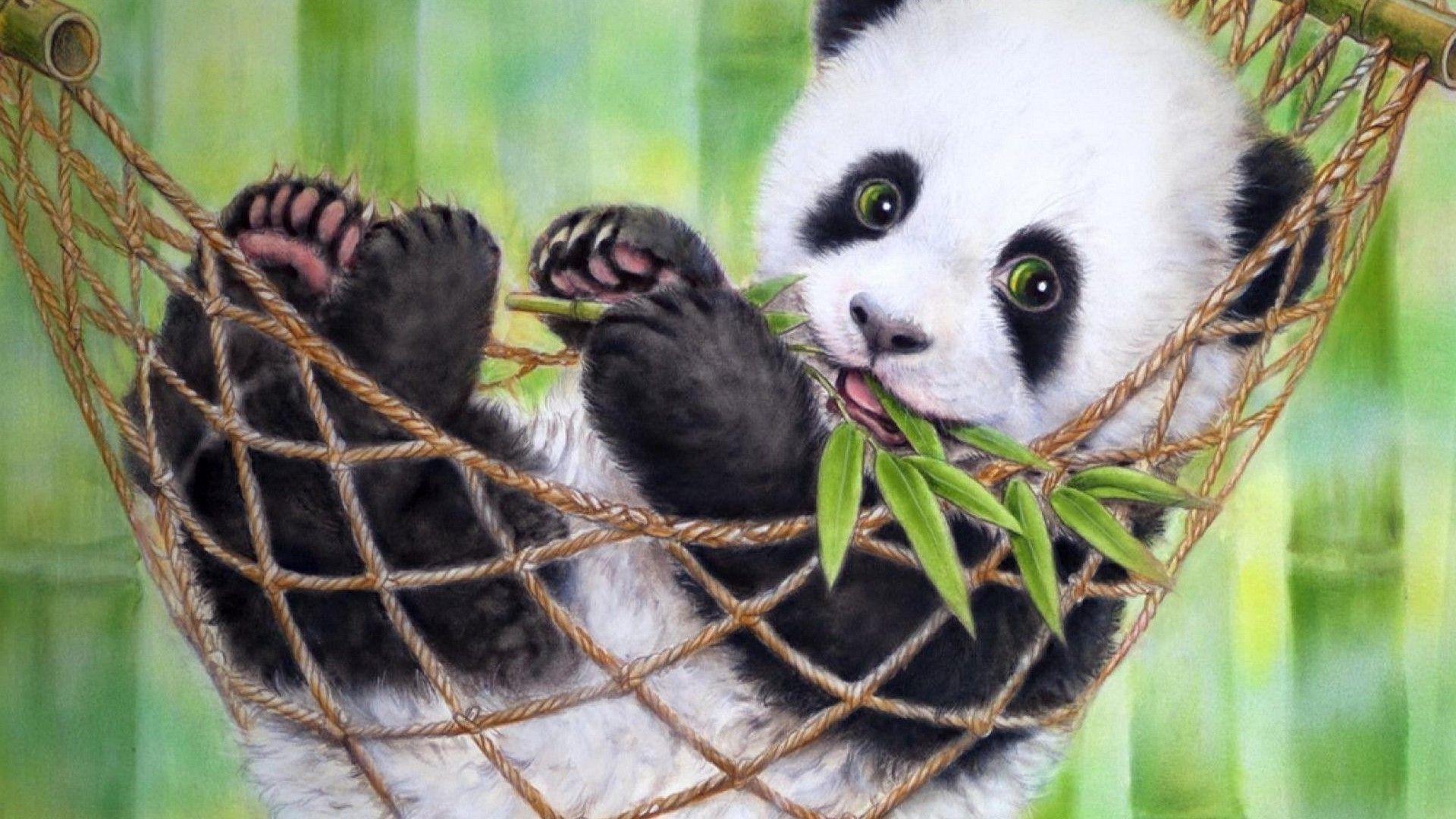 Best Cute Baby Panda Image FULL HD 1920×1080 For PC Background