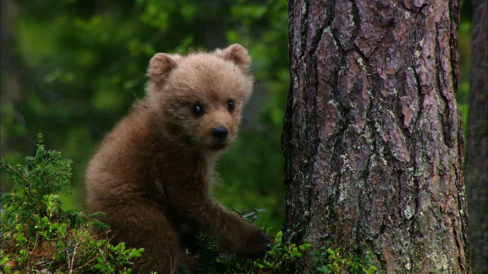 baby grizzly bear wallpaper