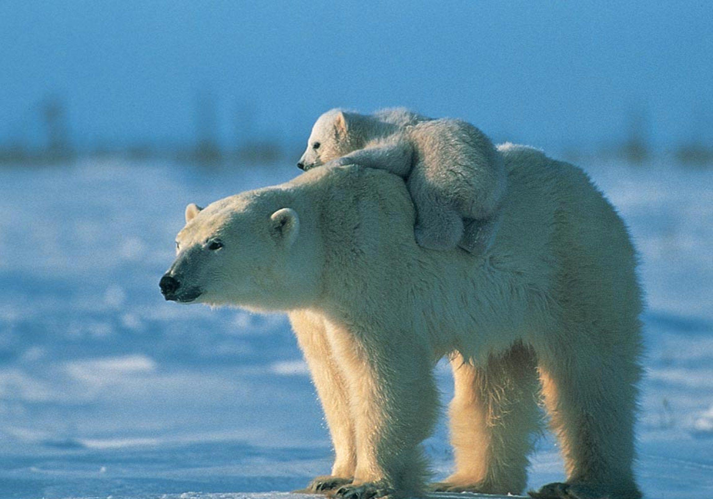 Cool Polar Bear With Baby On Its Back Wallpaper