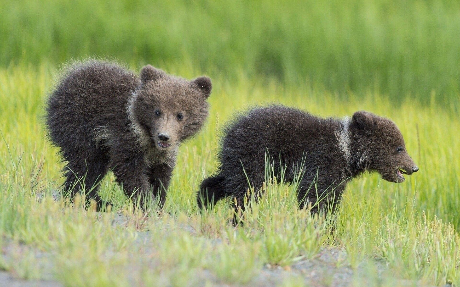 Baby Bears Wallpapers Wallpaper Cave