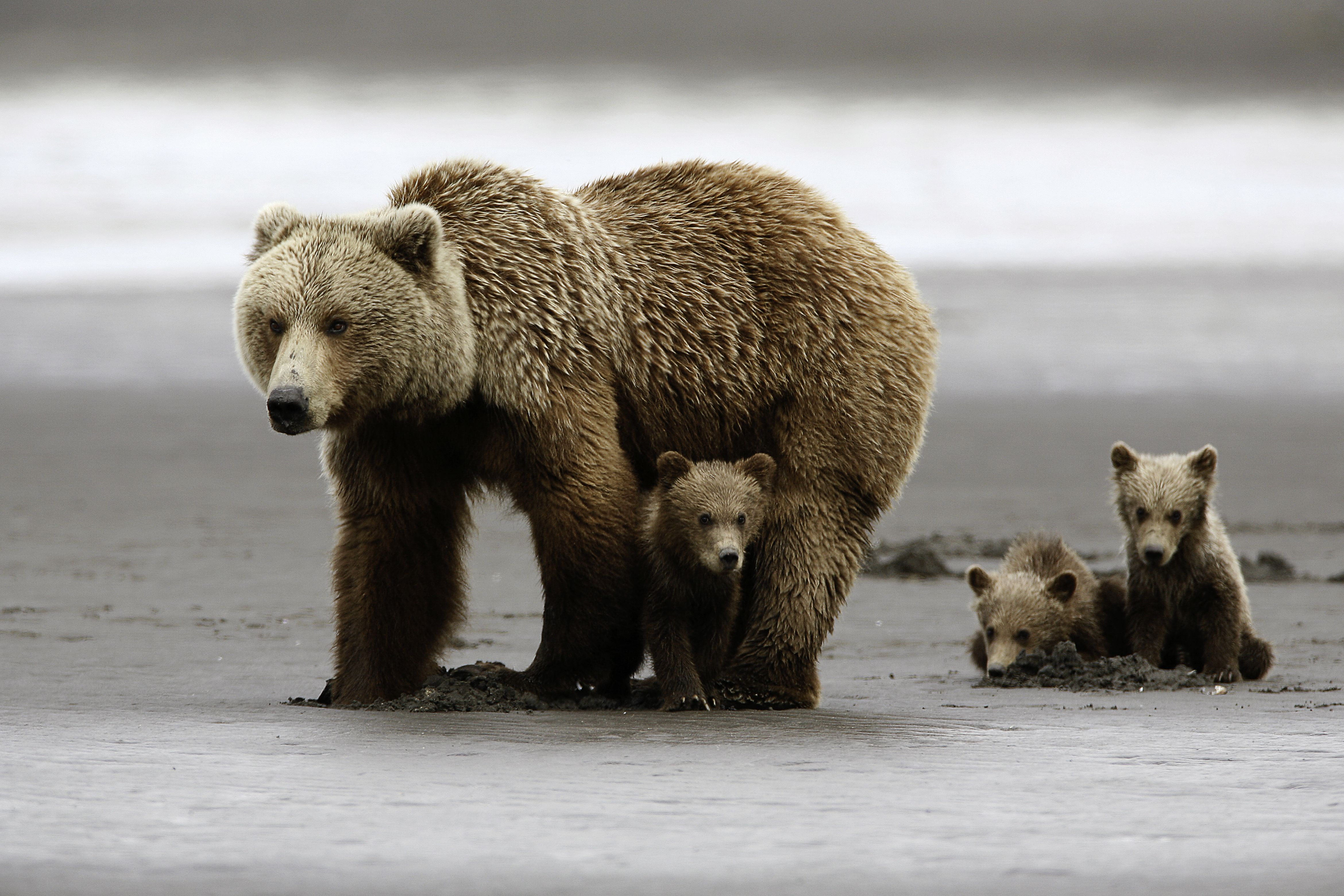 Animal Bear wallpaper (Desktop, Phone, Tablet) Desktop