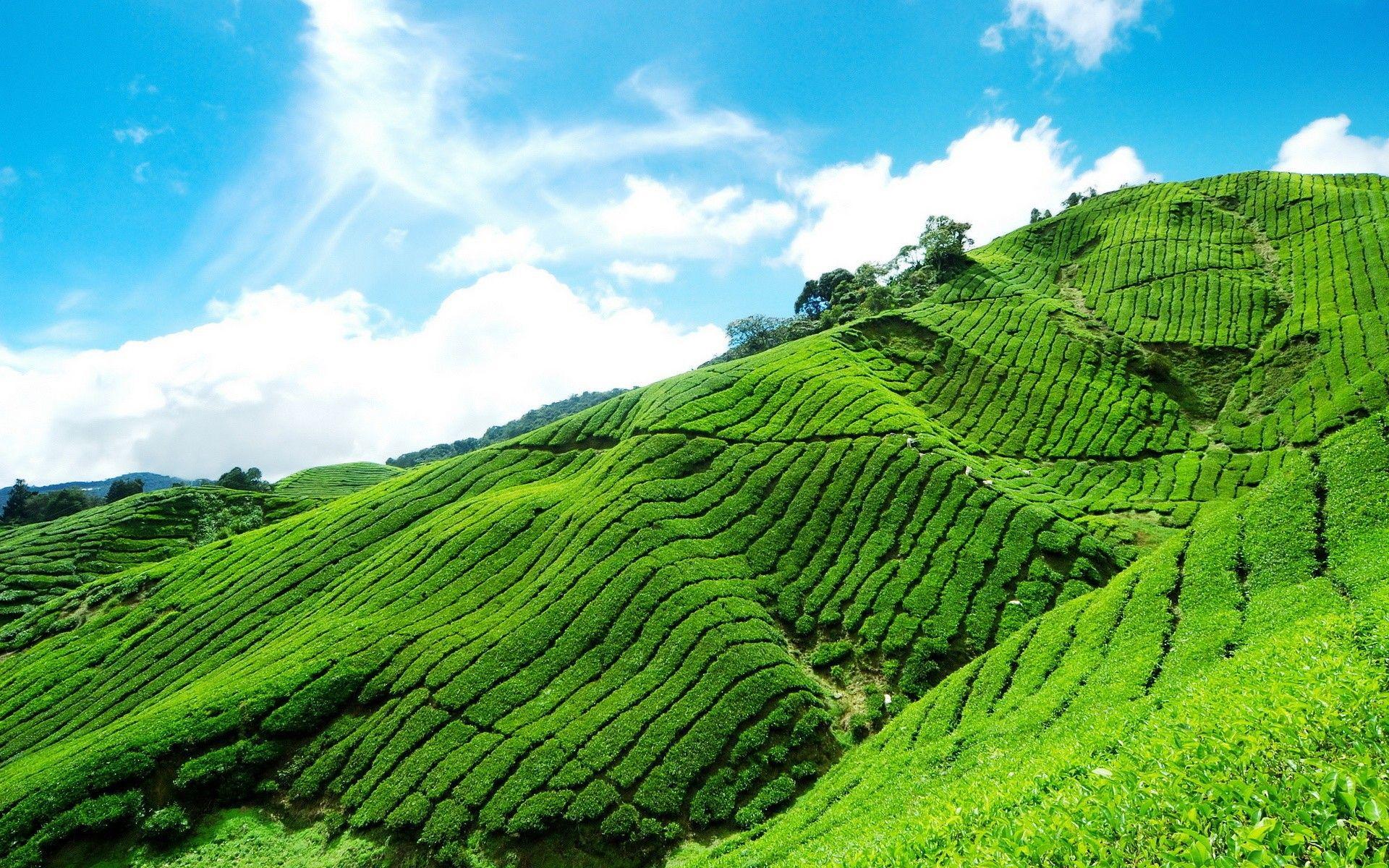 Tea Plantation Wallpaper and Background Image