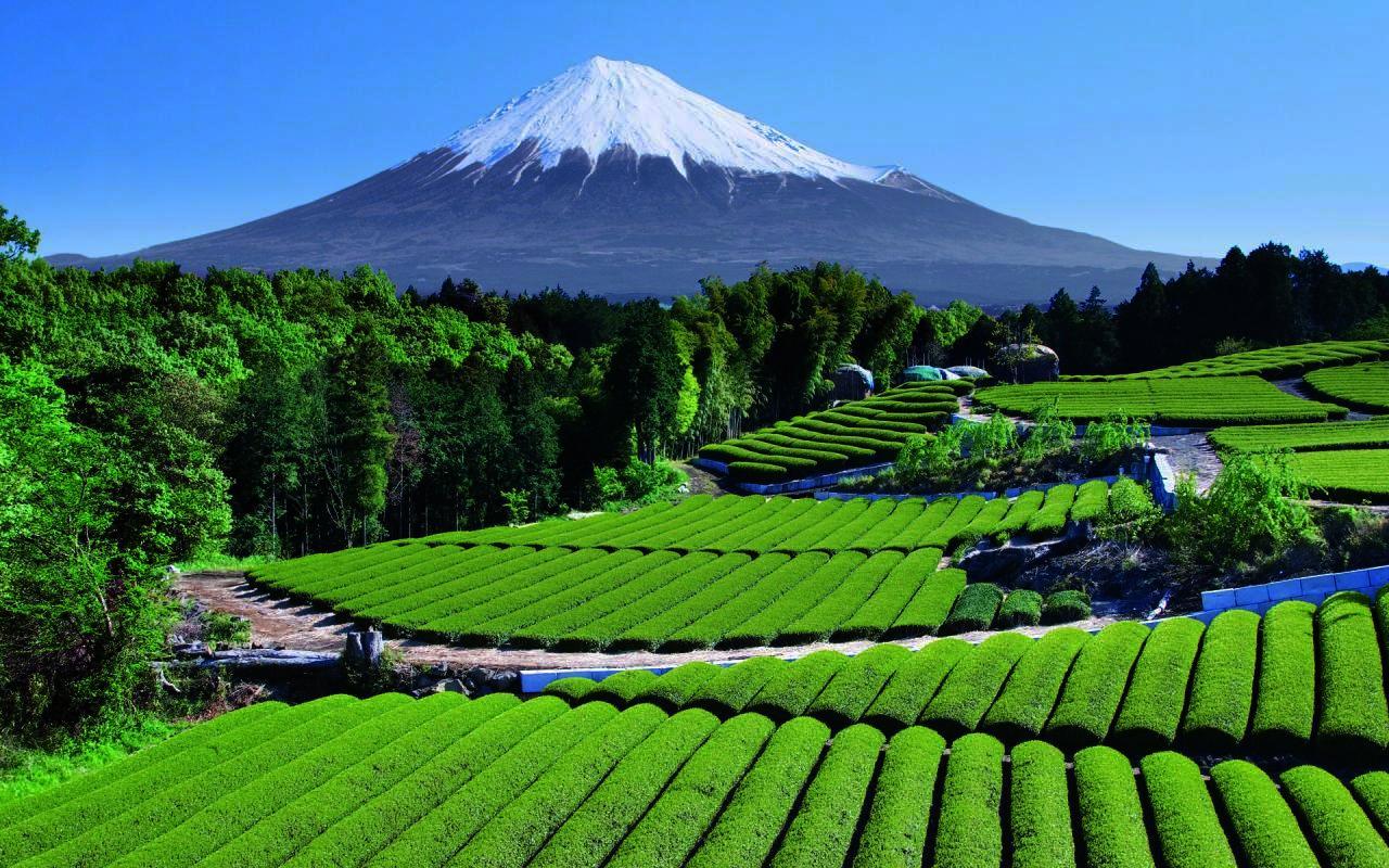 Japanese Tea Garden Wallpaper