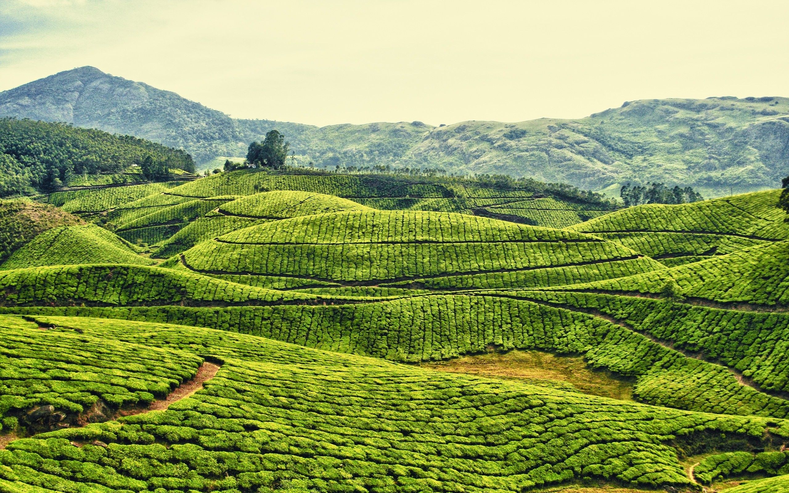Daily Wallpaper: Tea Plantation in Kerala, India. I Like To Waste My Time