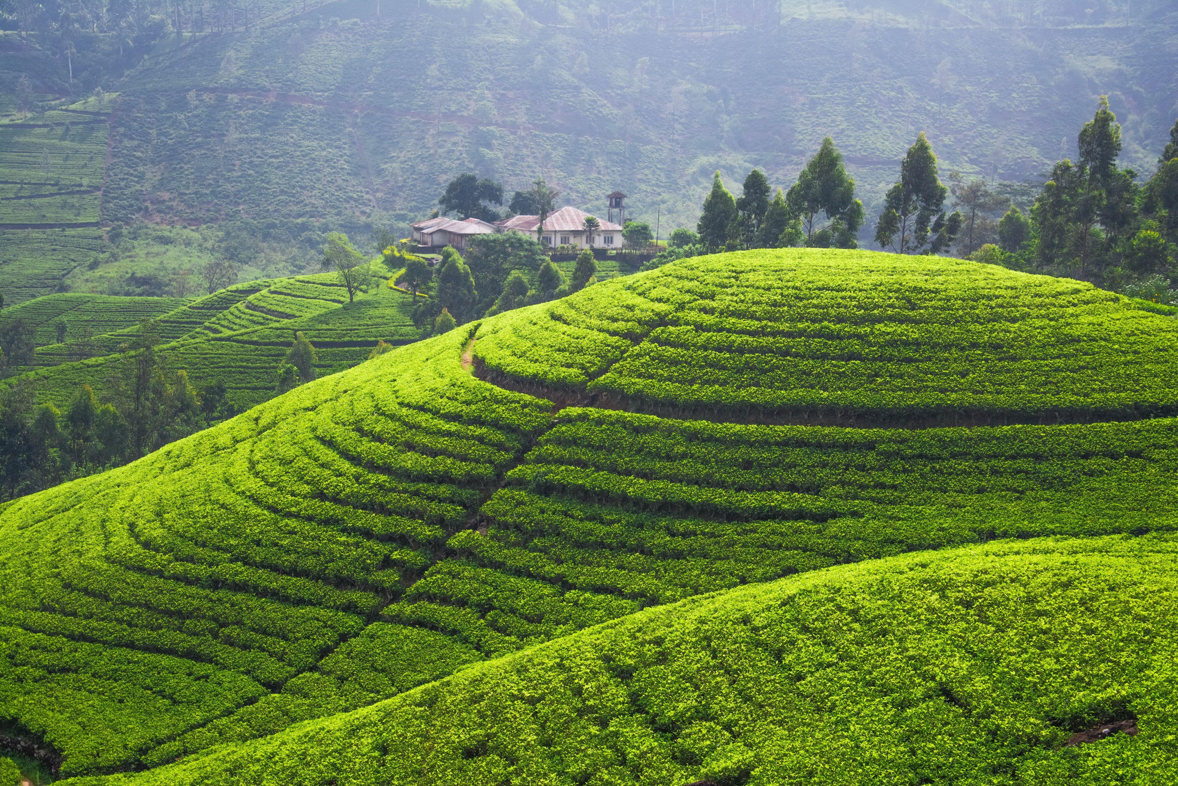 Image tea plantation Nature Fields Landscape photography 4000x2667