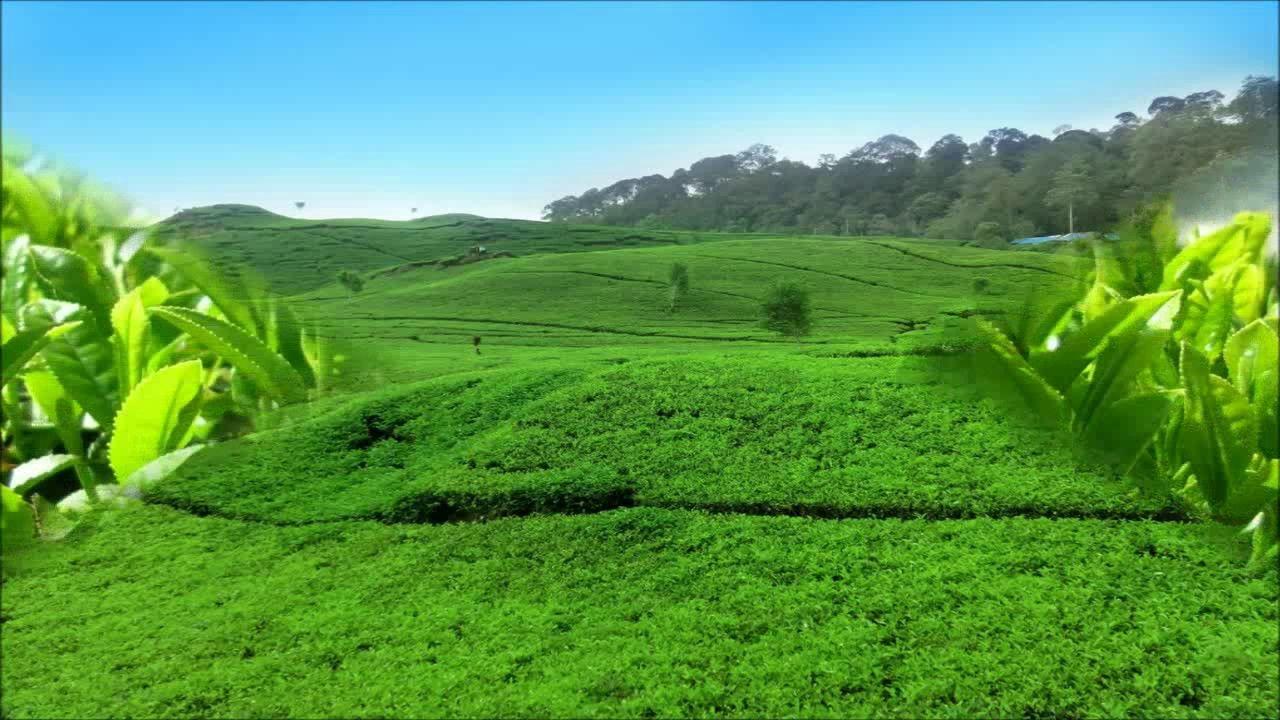 Green Tea Leaves HD Wallpaper
