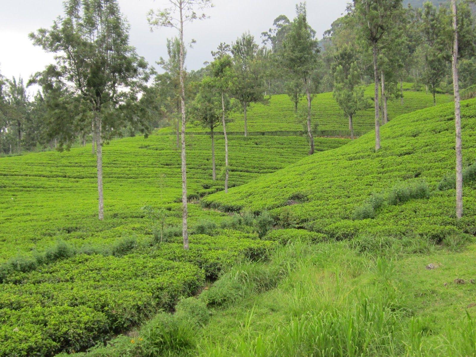 Tea state sri lanka. SL Image Gallery. Free