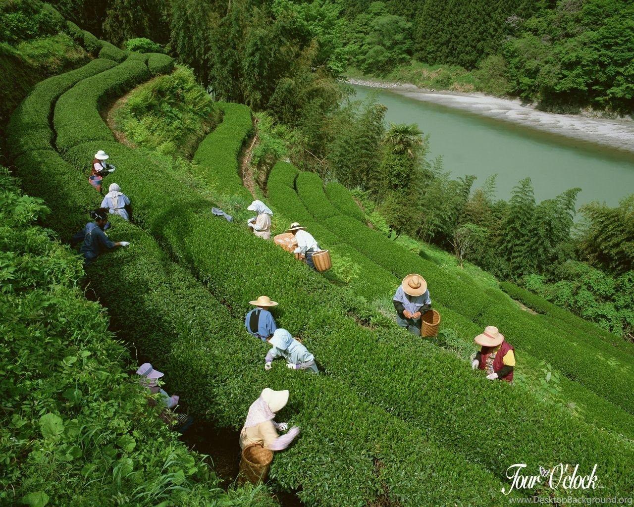 Assam Tea Garden Wallpaper 204635 Desktop Background