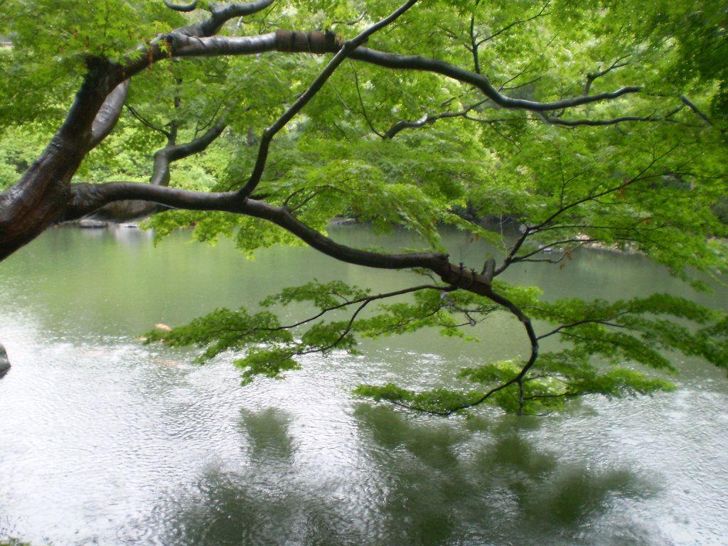 Japanese Tea Garden Background. Beautiful