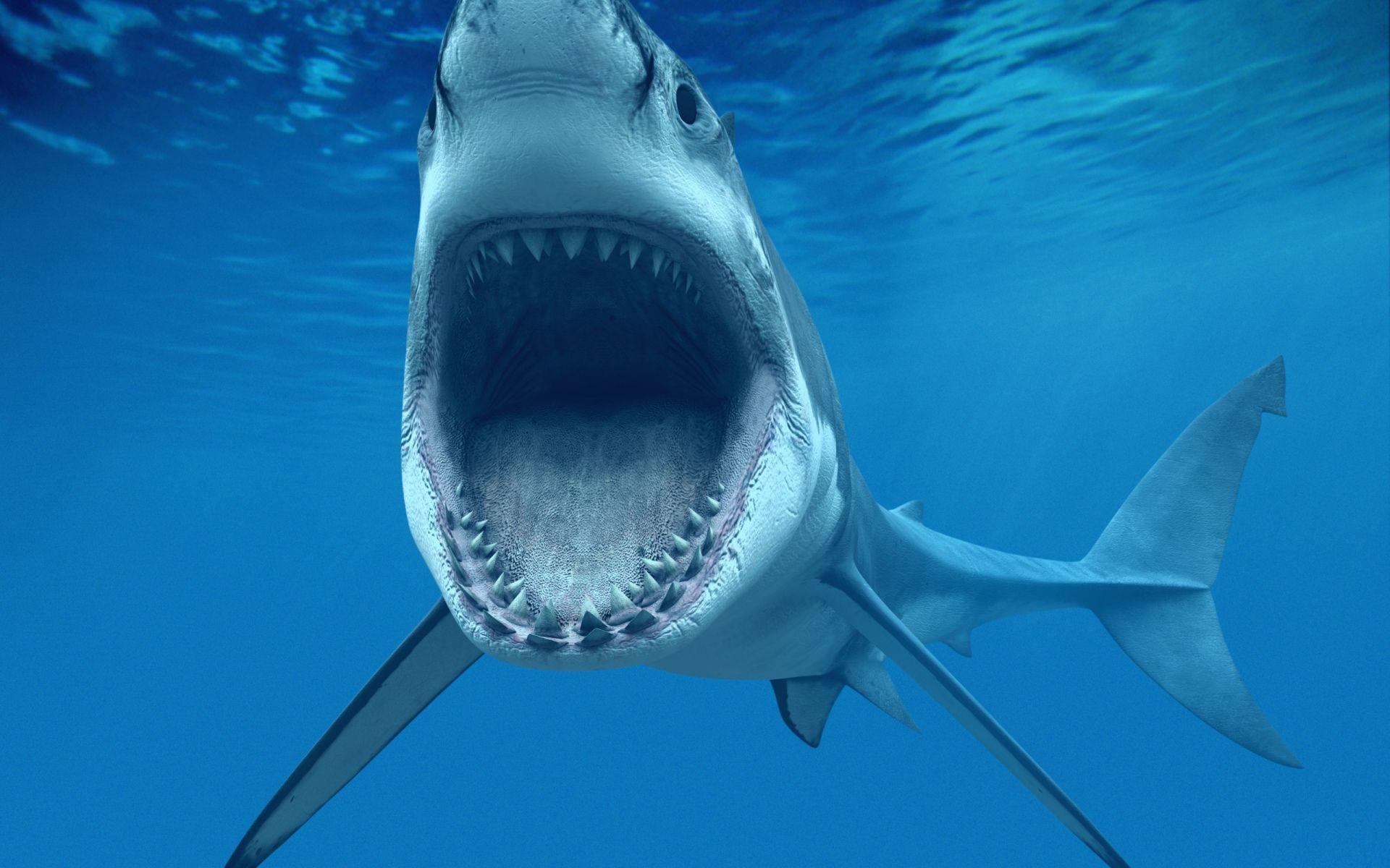 Tiburon, Fondos de pantalla de tiburones, Wallpaper HD Gratis
