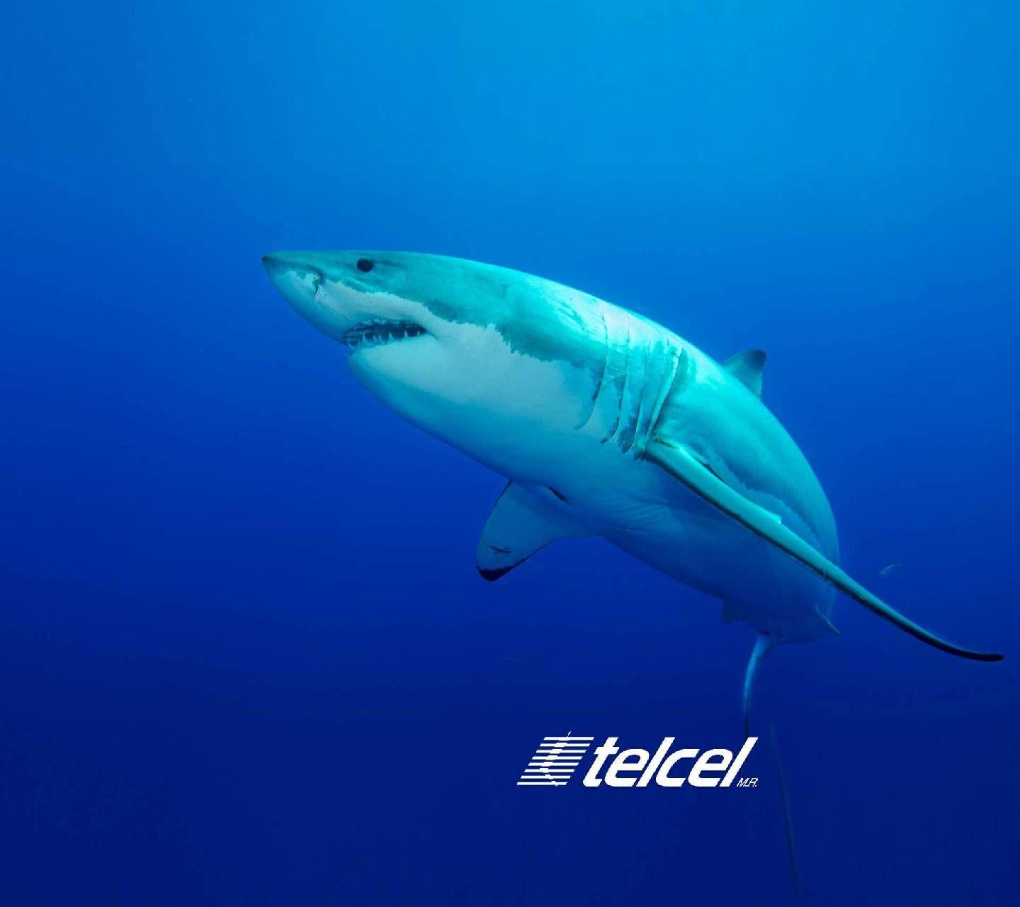 Shark Telcel Wallpaper