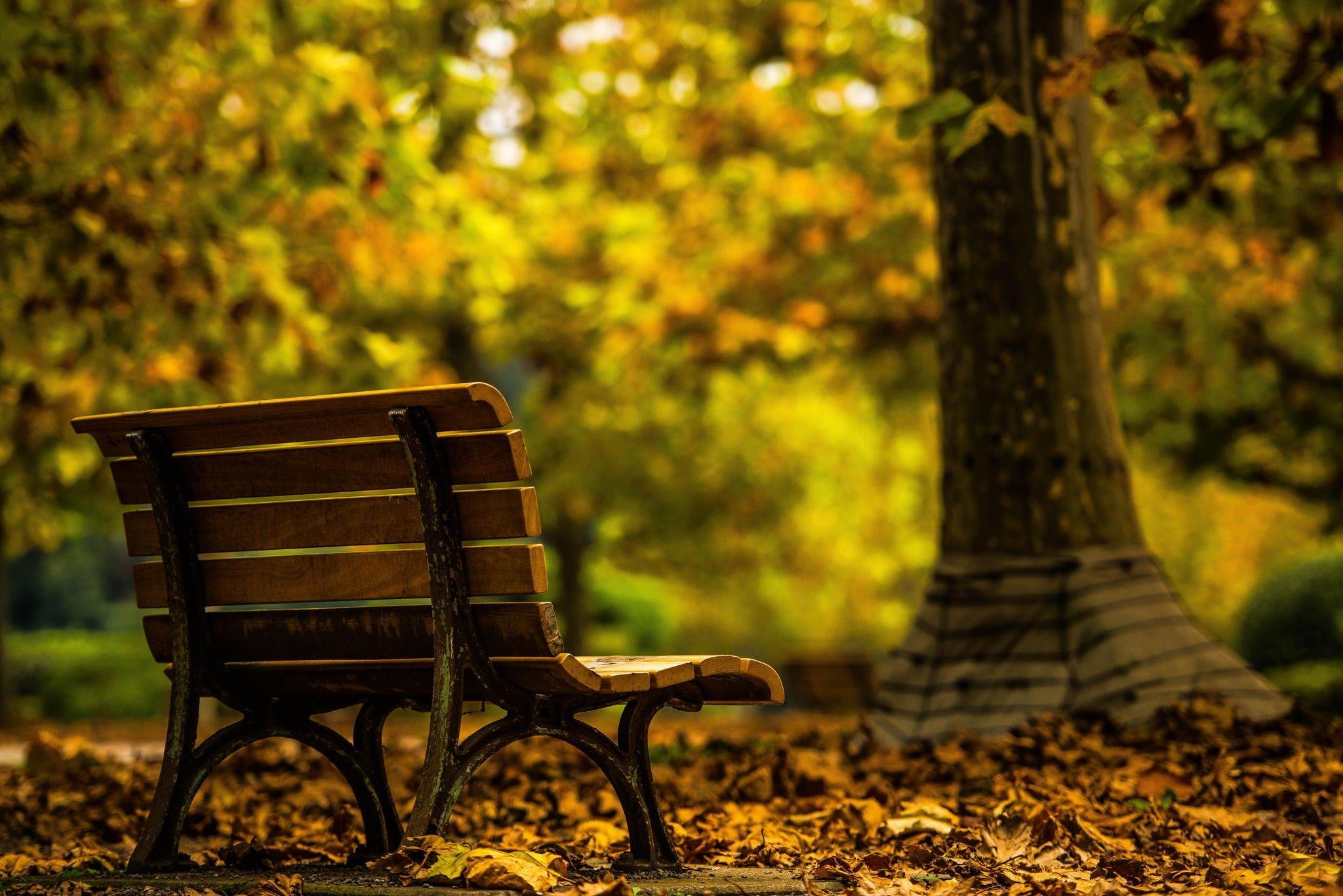 trees, #fall, #alone, #bench. Wallpaper No. 413683