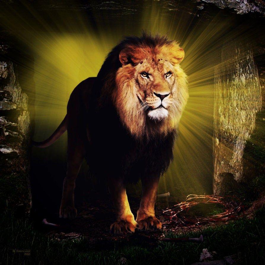 Lion Of Judah Picture Wallpaper