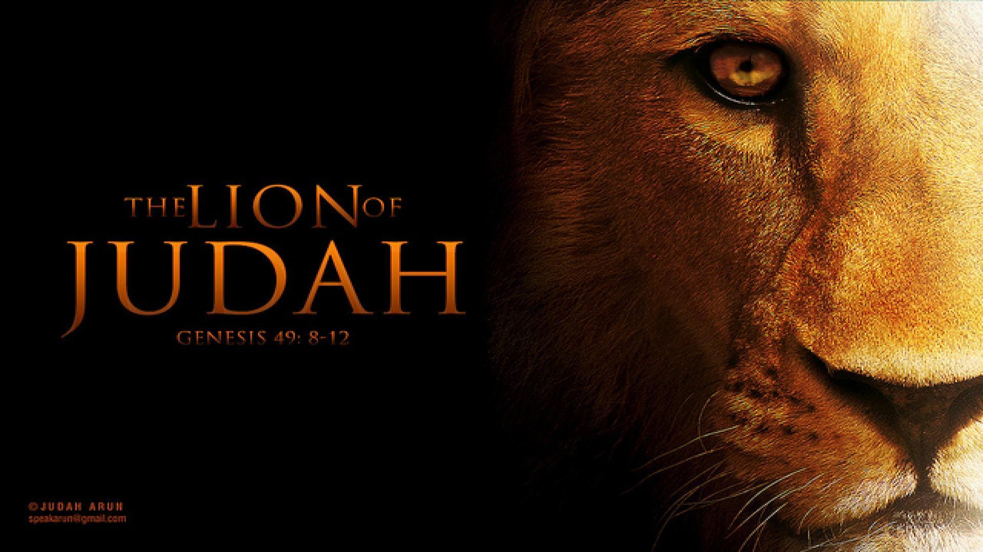 Lion Of Judah Wallpaper (640x400 px, 0.17 Mb)
