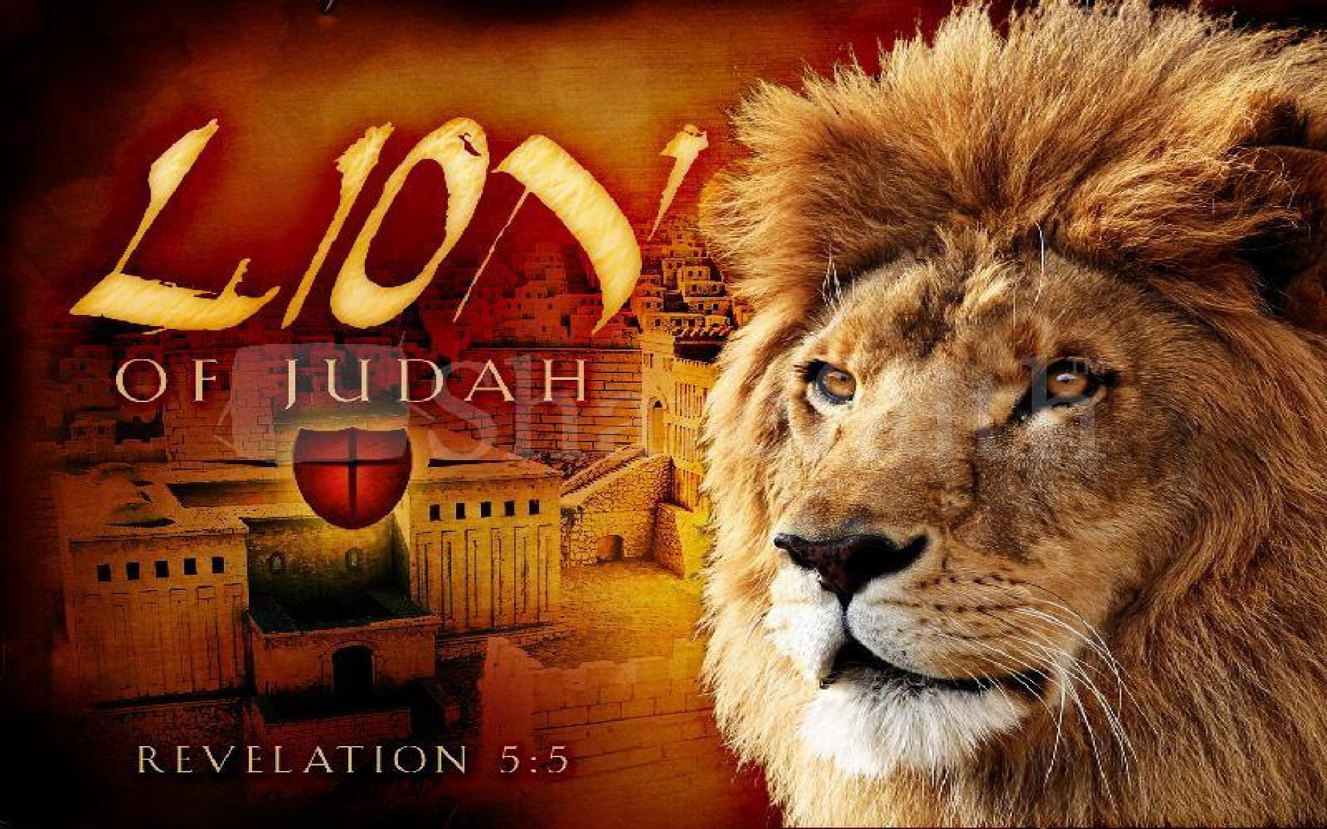 ZT4559W Lion Of Judah Wallpaper 800x600