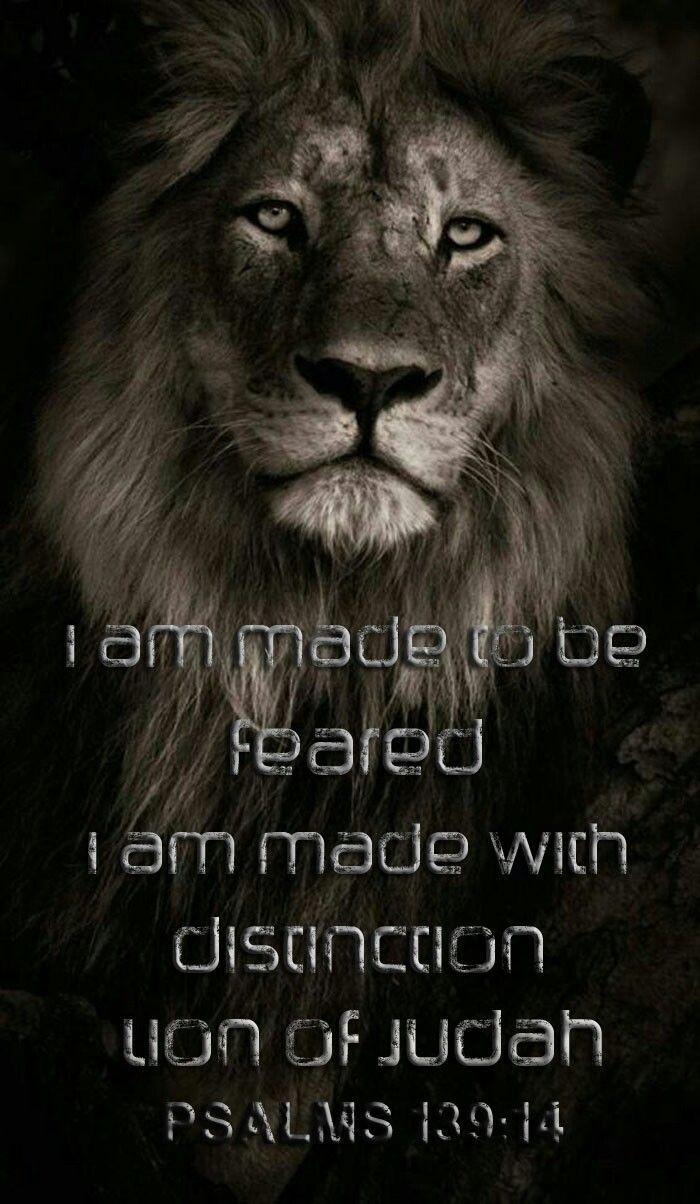 I will be feared. KING OF JUDAH. Lion, Wallpaper