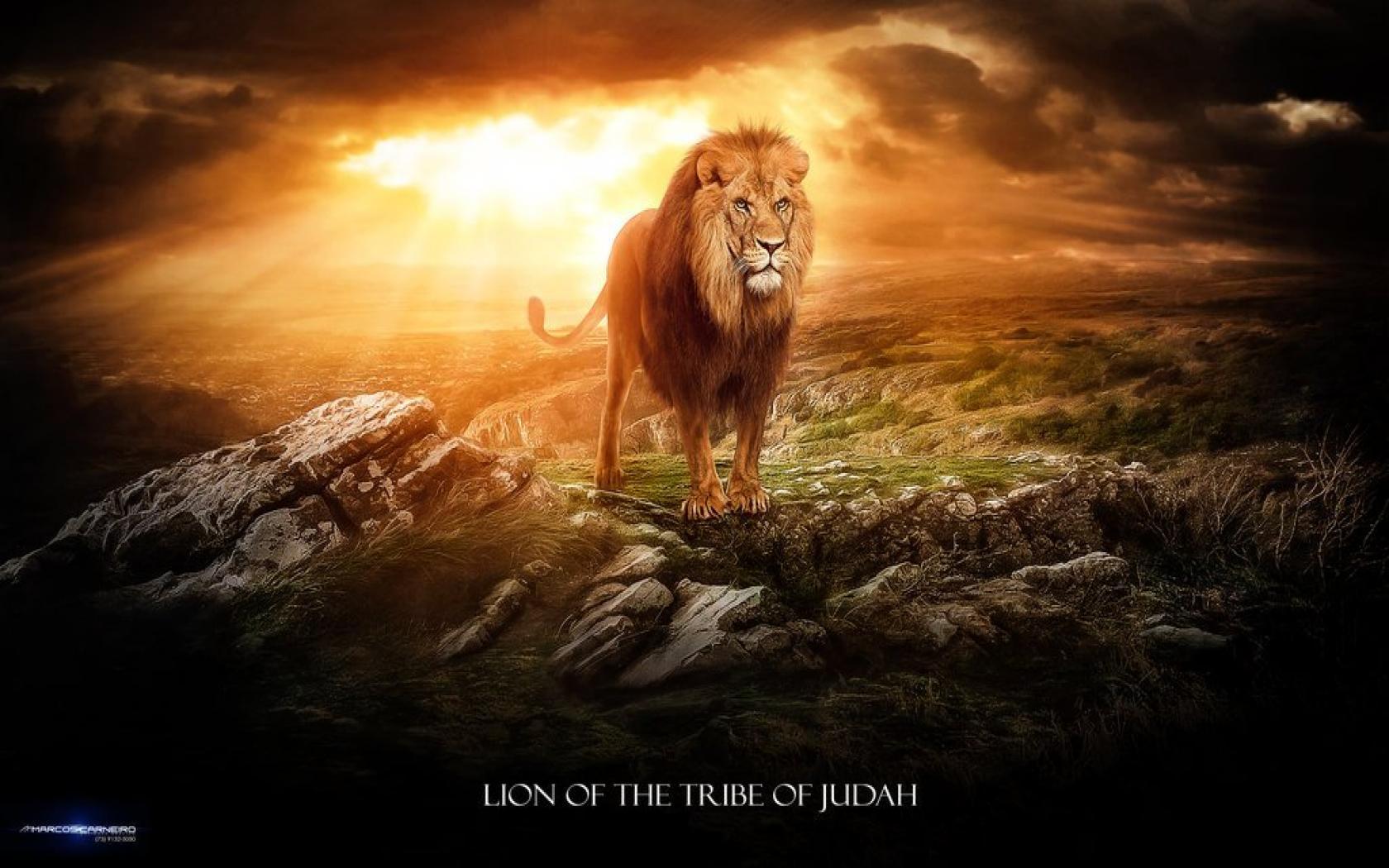 Lion Of The Tribe Of Judah