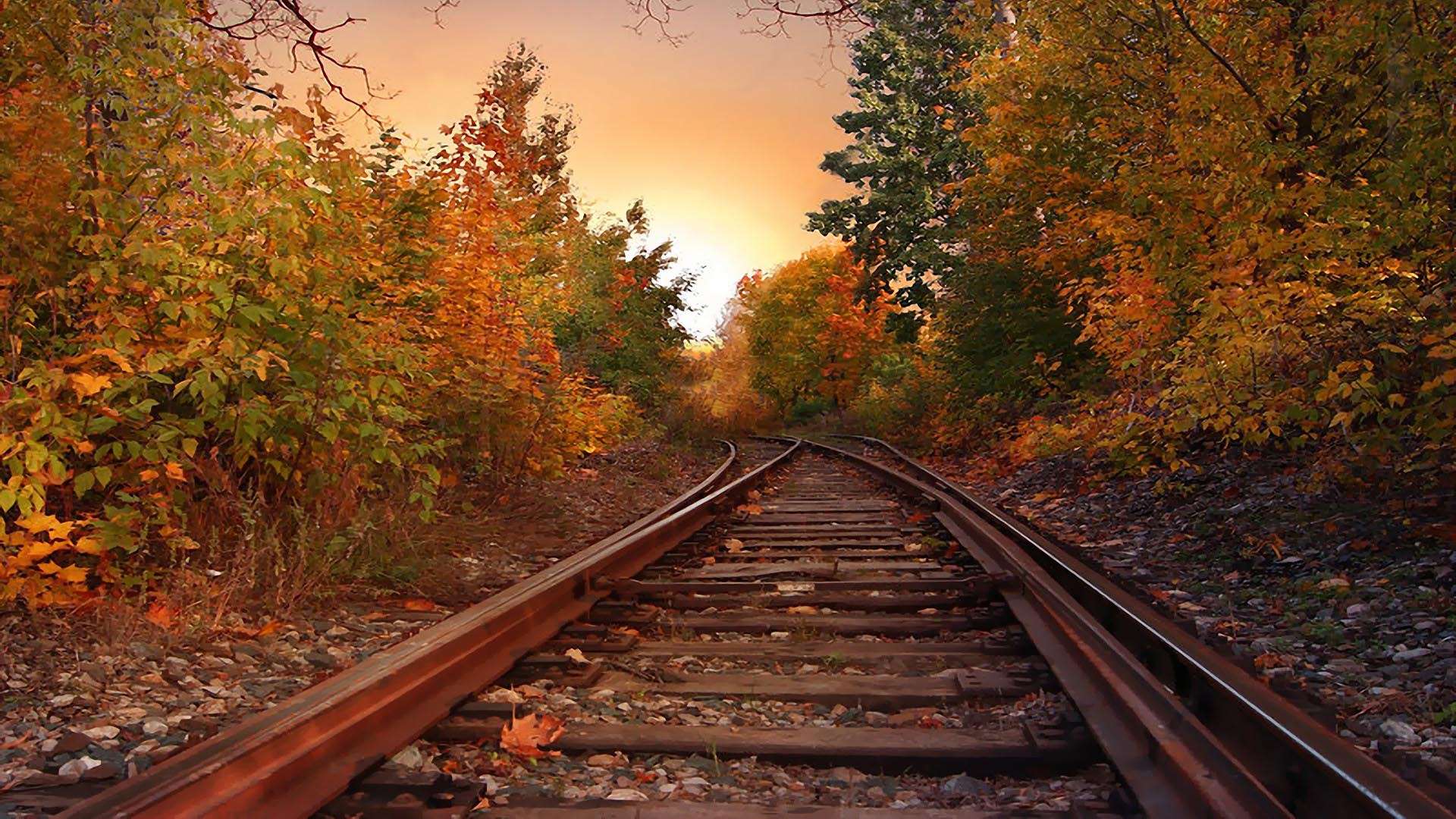 Railway On Forest Wallpaper Photo Wallpaper