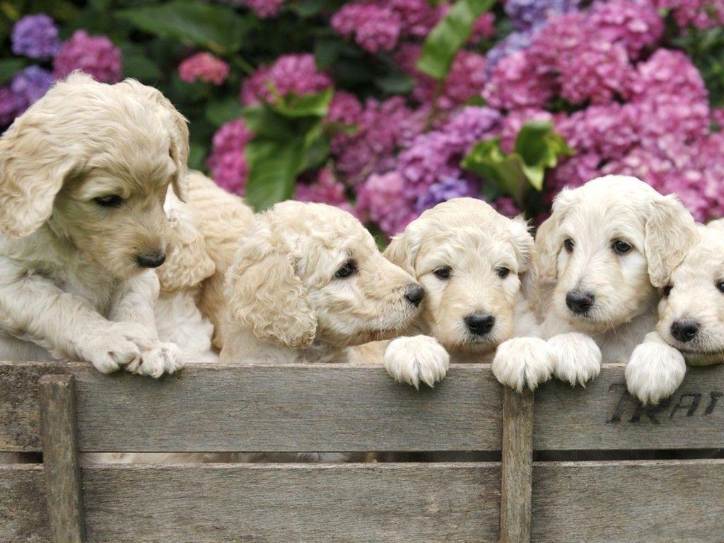 Labradoodle puppies