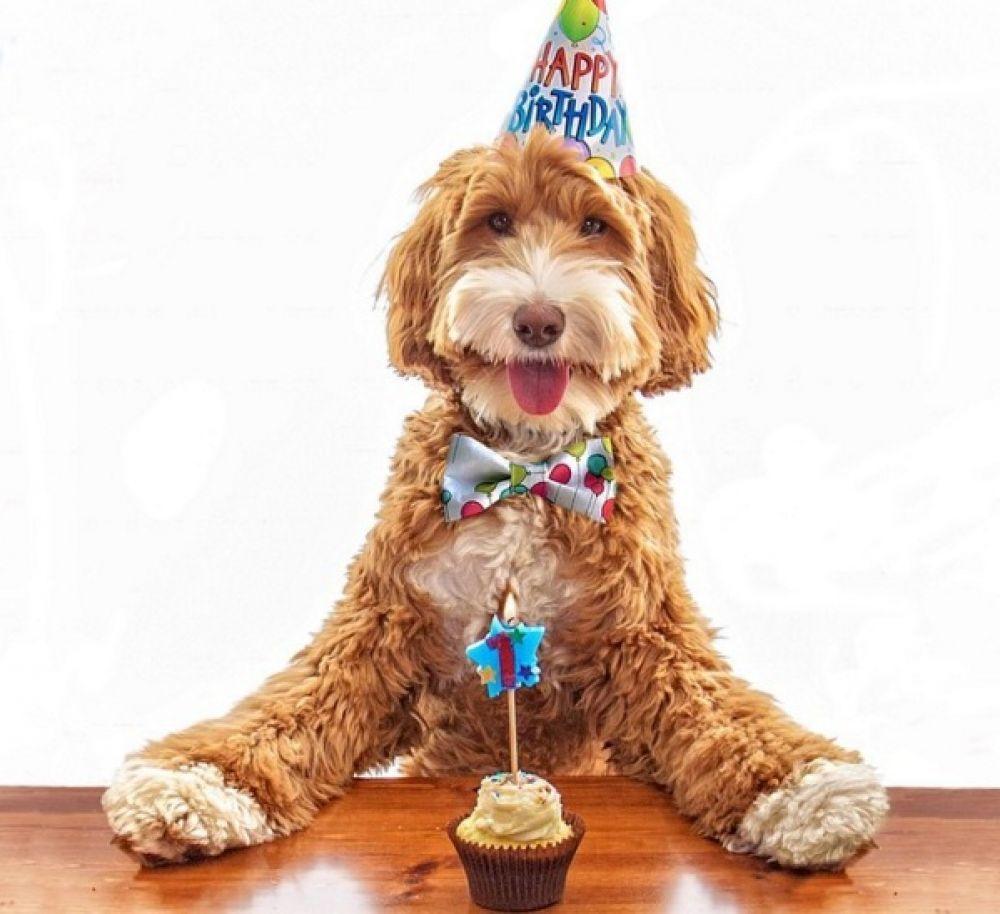 Labradoodle - ''Happy Birthday!''. Happy Birthday