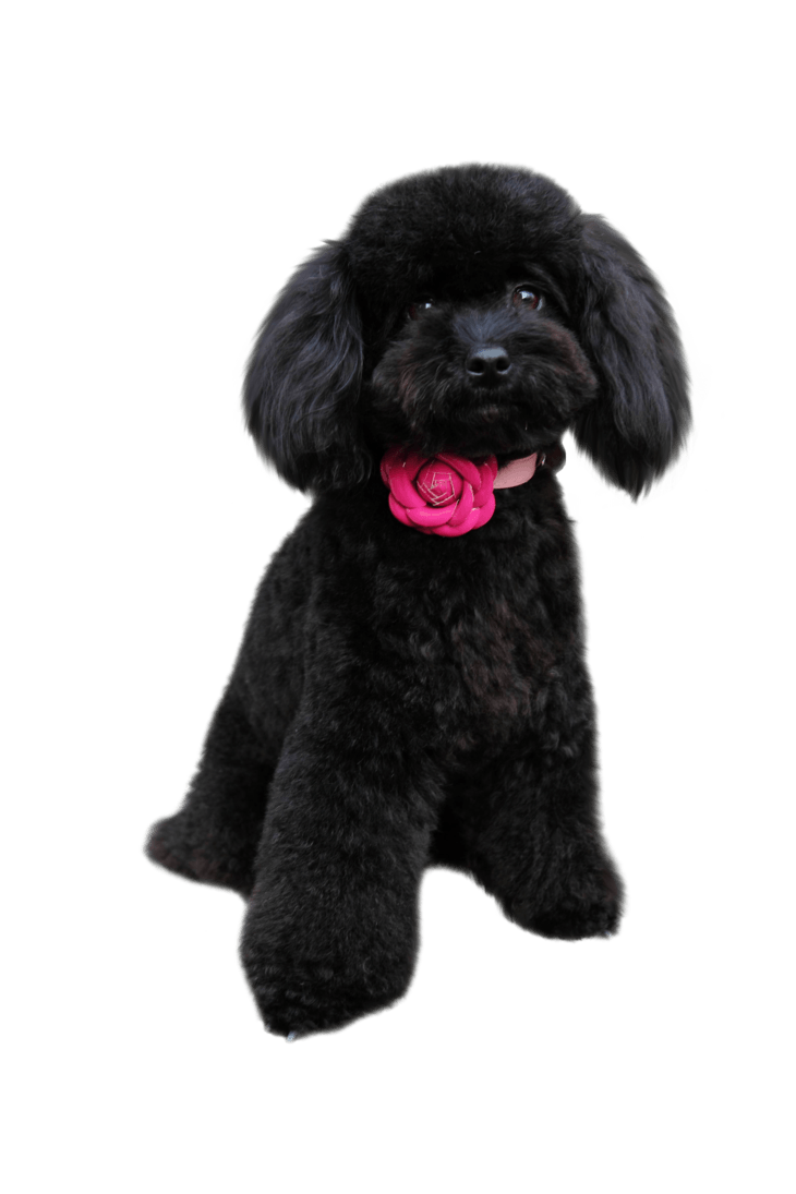 Halloween labradoodle png library download