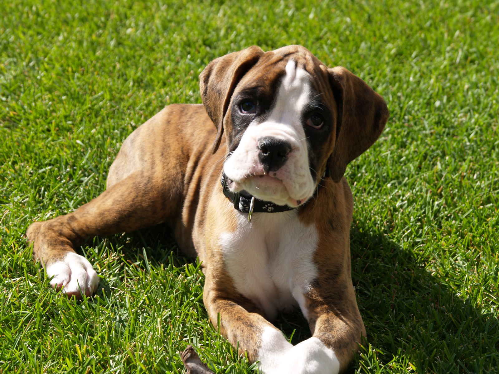 Boxer on the grass photo and wallpaper. Beautiful Boxer on