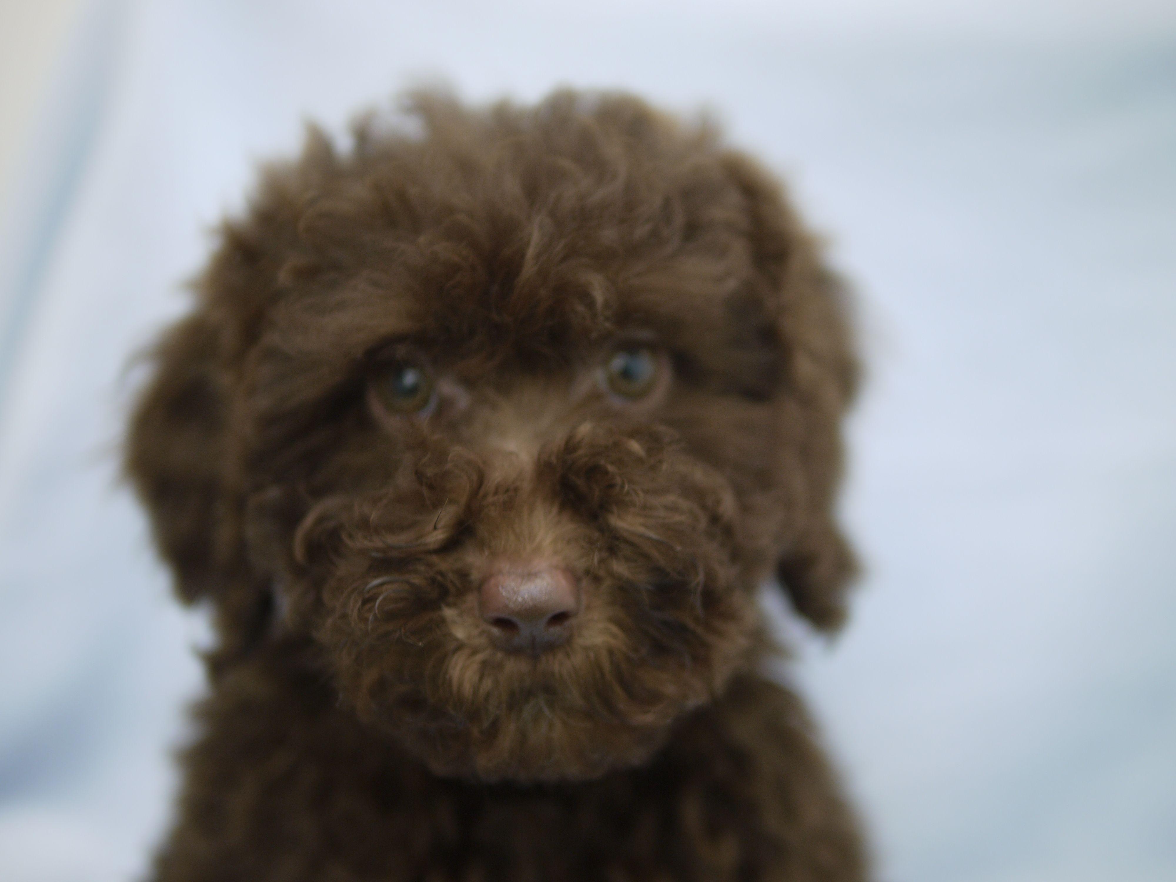 Buttons Australian Labradoodles