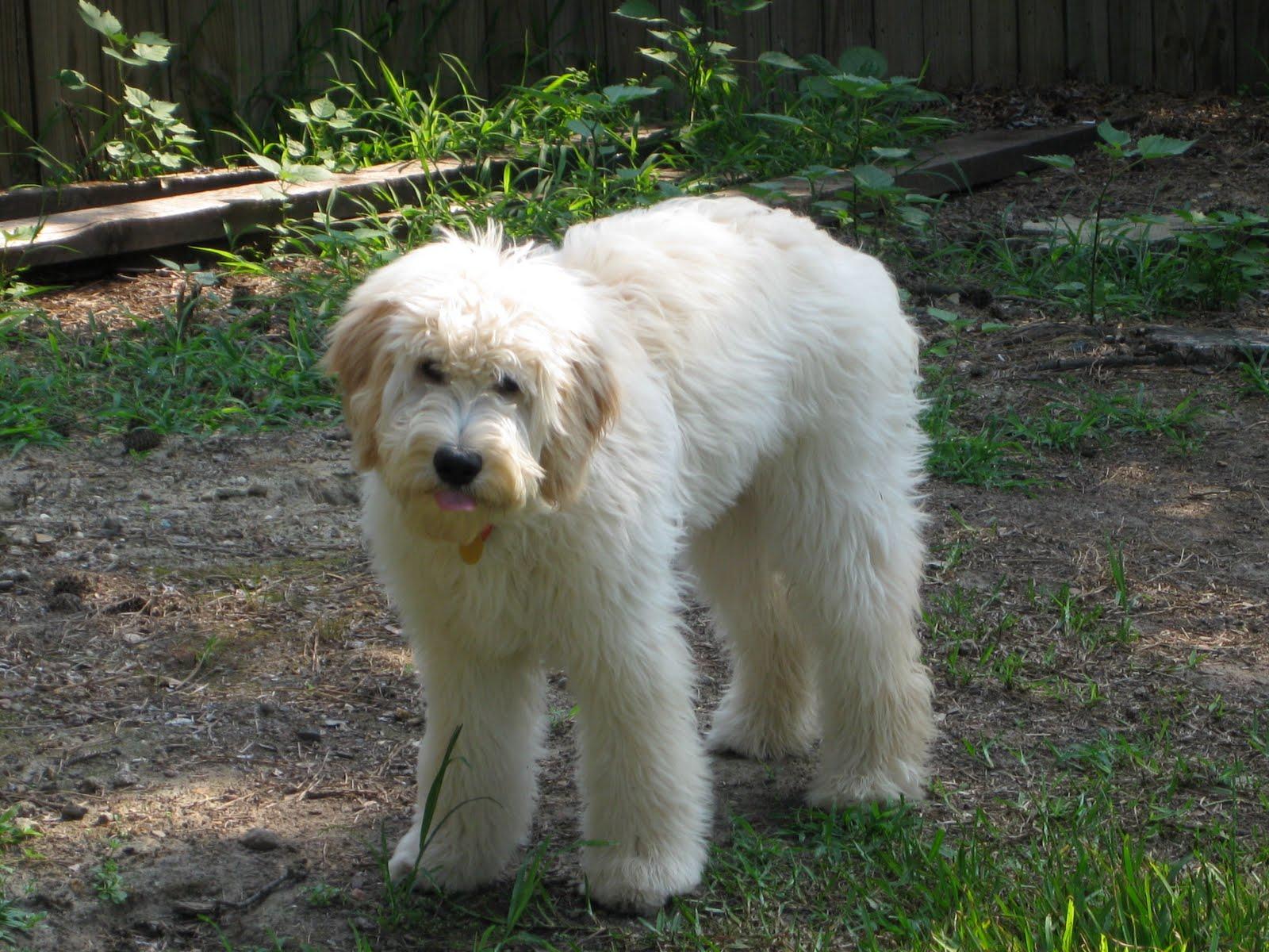 Goldendoodle Haircuts Styles Hairstyles Ideas. Hair style Ideas