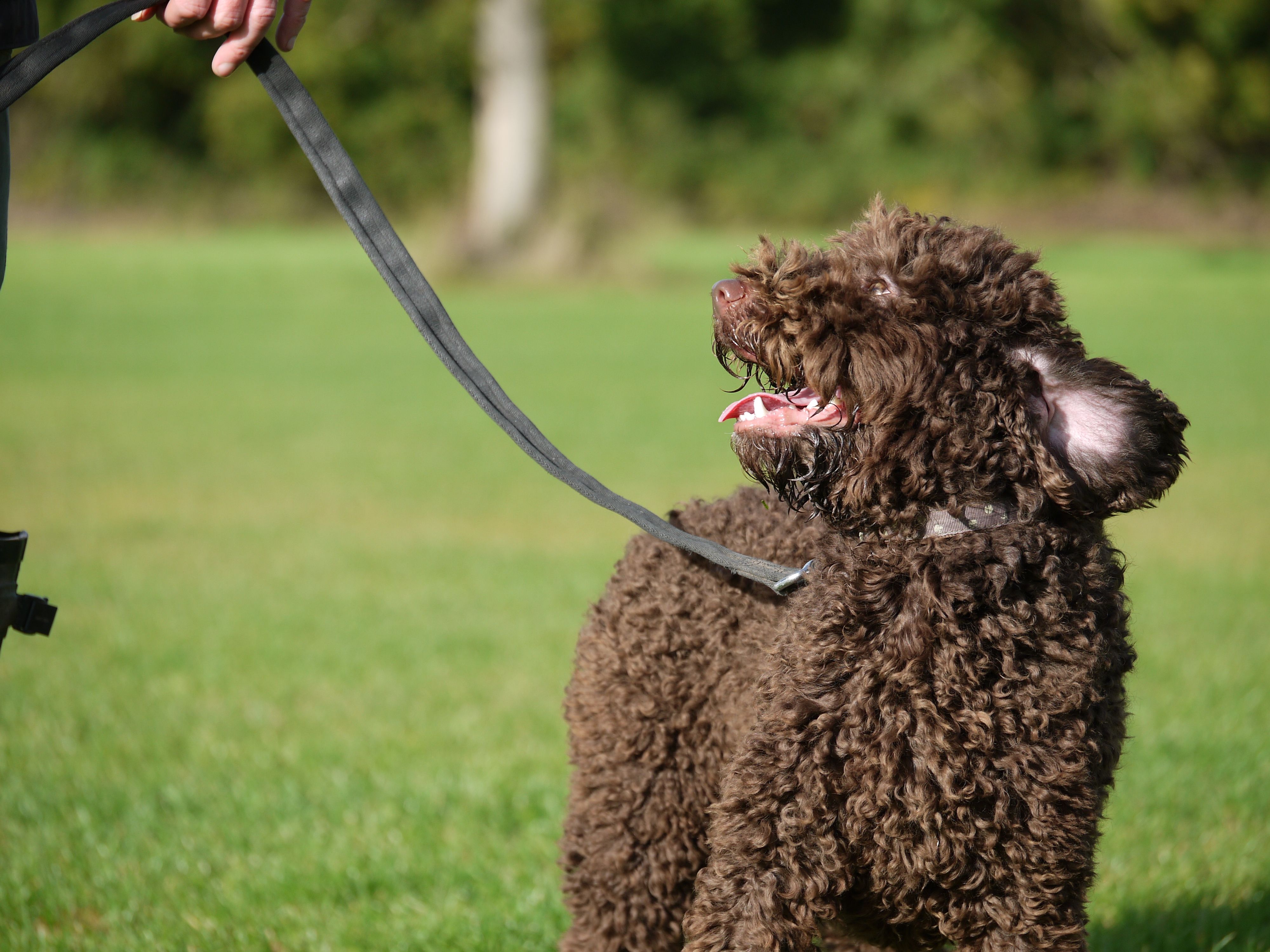 Buttons Australian Labradoodles