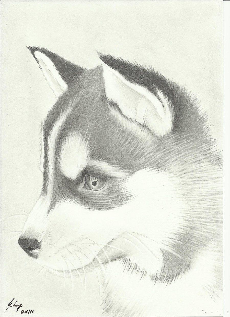 Cute Husky Drawing Amazing Wallpaper. Illustration