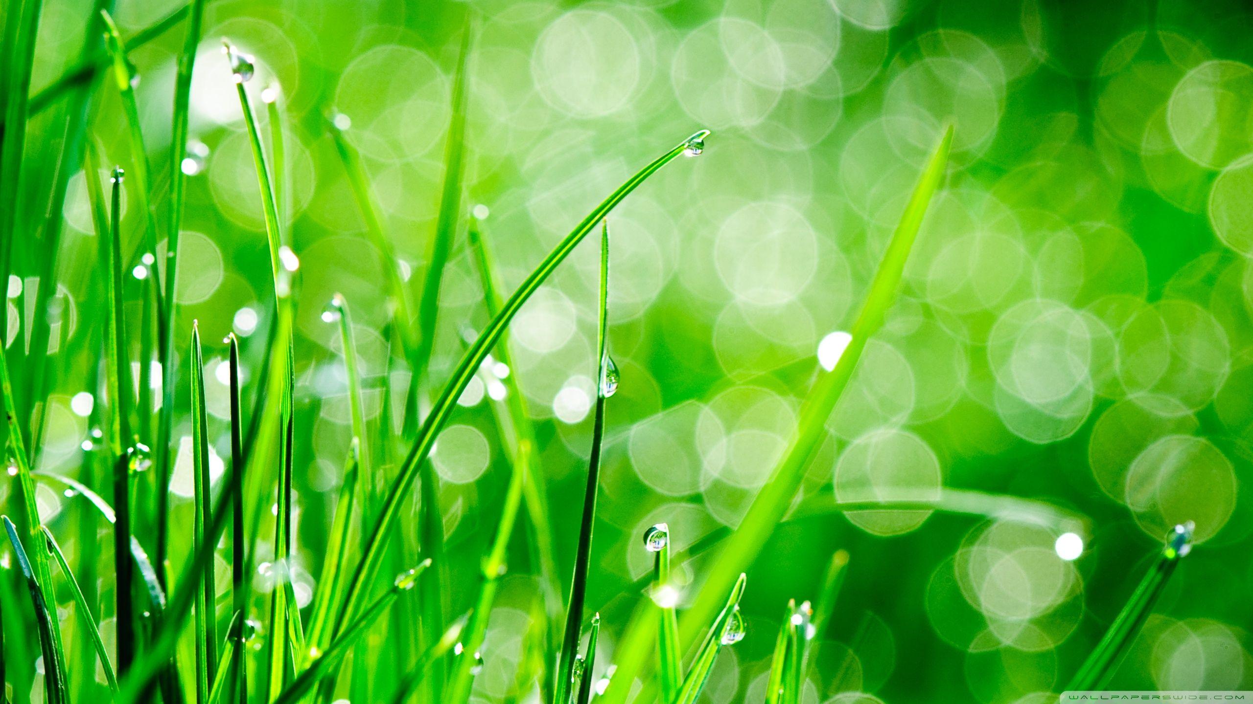 Water Drops On Grass ❤ 4K HD Desktop Wallpaper for 4K Ultra HD TV
