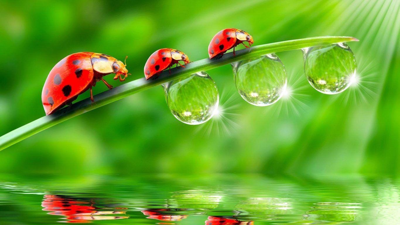 Three Red Ladybug Grass Rain Drops Of Water Sunlight Reflecting