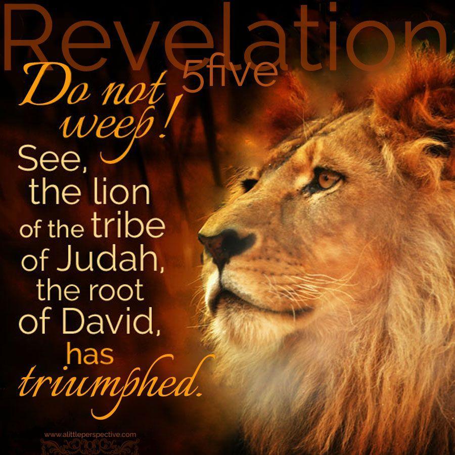 Best Lion of the Tribe of Judah image. Tribe of judah, Lion