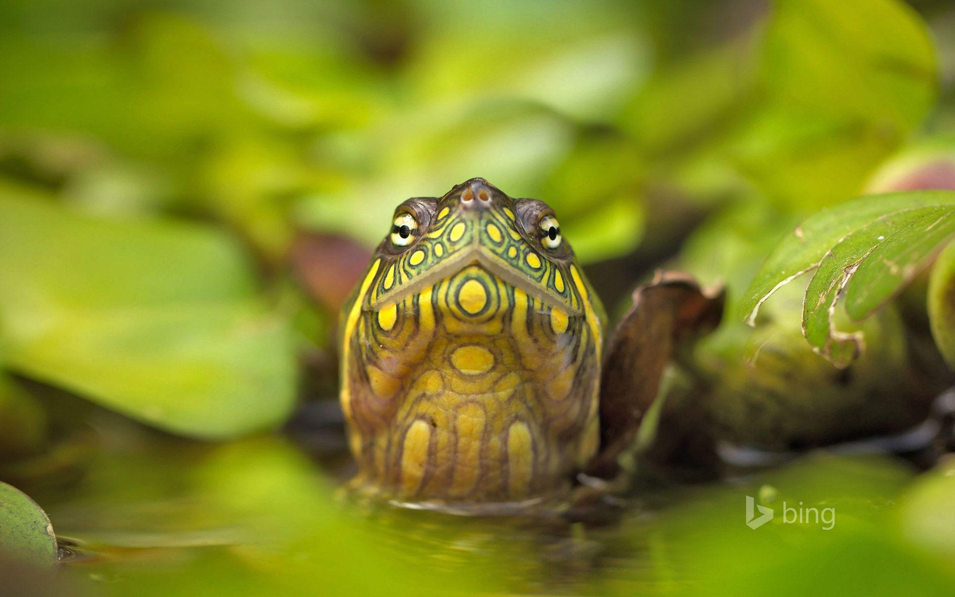 Red Eared Slider Turtle (© Ammit Jack Alamy) Wallpaper