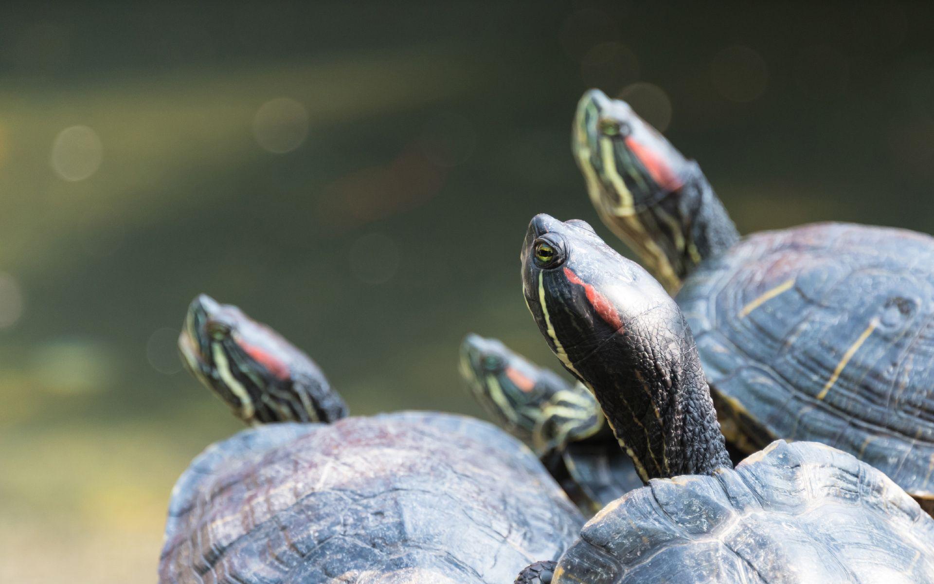 Group Of Red Eared Slider Turtles