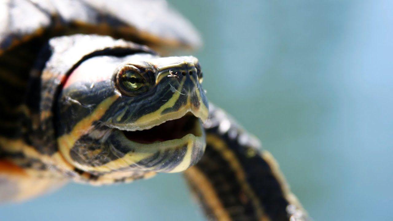 What's A Red Eared Slider?